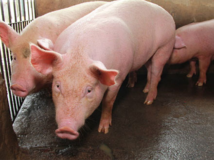 立冬猪场杀手?做好这6点,猪口蹄疫从此不再是问题