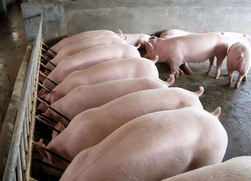 2026养猪怎么盈利?政策+技术+出海三重红利叠加稳赚