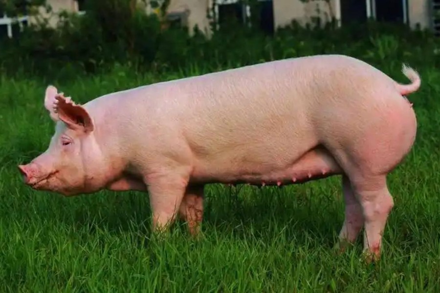 12 月上旬猪价反弹,下旬走势会更好吗?