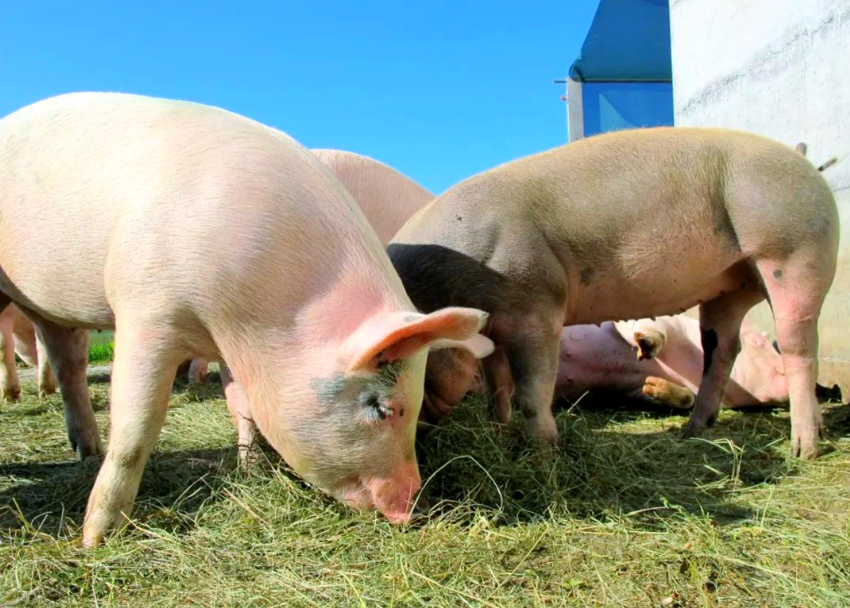 1765936161113405.png ScreenShot_2025-12-17_091751_437.png