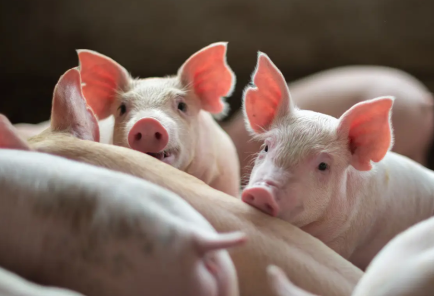 猪价低迷期,头部猪企转向预制菜,解锁穿越周期新路径