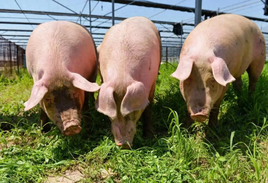 1766194600444274.png ScreenShot_2025-12-20_091443_014.png