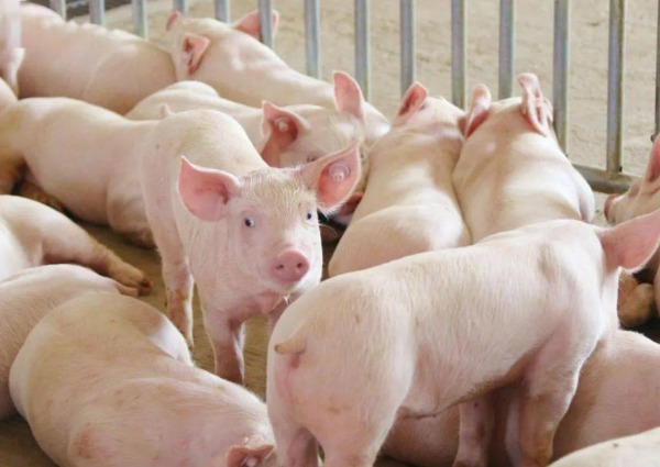 1766717592181948.jpg 3.jpg