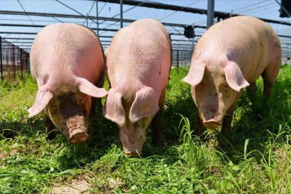 在低谷中调整,在转型中寻机——2025中国养猪业趋势复盘