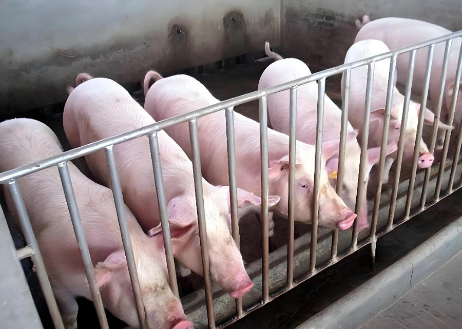 元旦临近猪价连涨！大猪成香饽饽？