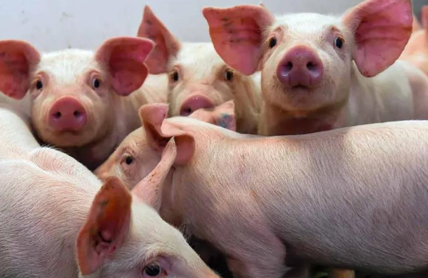 森澳达｜冬至后猪价狂涨11%！元月初遇坎，春节前还能冲吗？