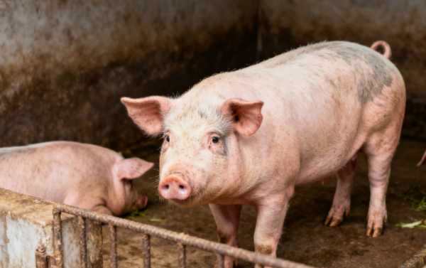 猪价元月初回调，12月过山车行情，后市走势分析！