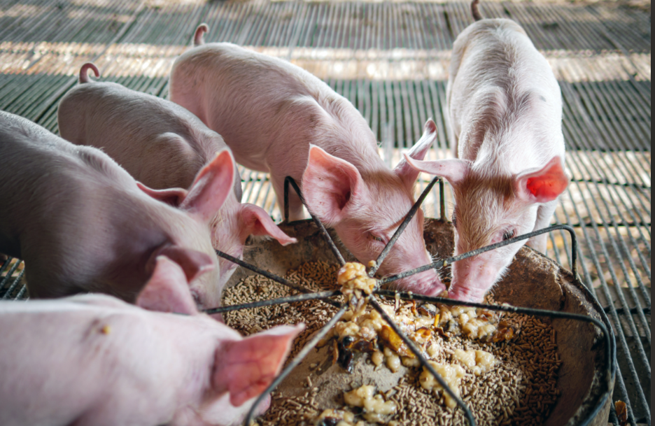 12月生猪屠宰量大涨！供需双增撑行情，1月或先减后增