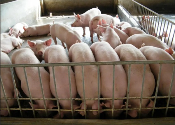 1767863662447226.jpg 1.jpg