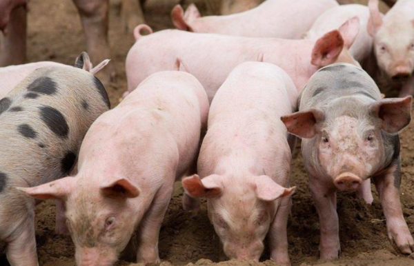 猪价1月均价环比上涨，低成本猪企2026年如何抢占先机？