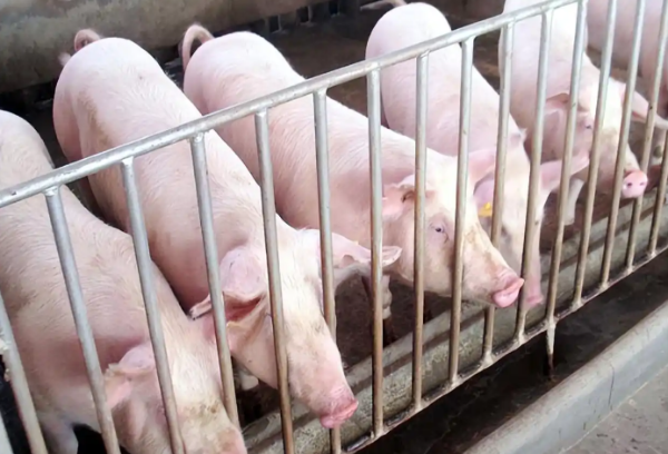 1768102761174454.png ScreenShot_2026-01-11_110118_043.png