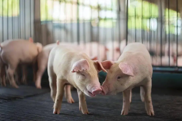 生猪行业现状分析：产能过剩仍严峻，市场底部尚未形成