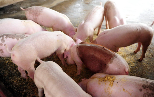 猪肉连涨、生猪震荡，1月备货旺季能打破僵局吗？