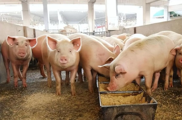 猪价仔猪双上涨！市场看涨情绪浓，后市能摆脱底部震荡吗？