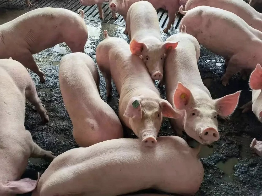 森澳达巨快｜出栏暴涨20%，猪价再跌！猪企产能悖论何解？