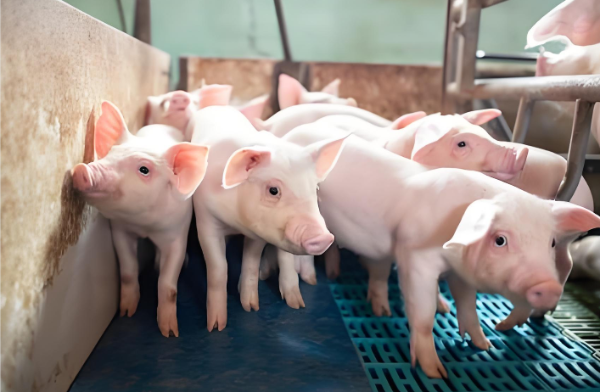 仔猪暴涨！警惕追高！暴涨难掩产能过剩本质