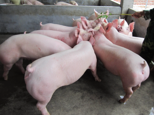 养猪人警惕!月底可能集中卖猪,猪价还能冲高吗?